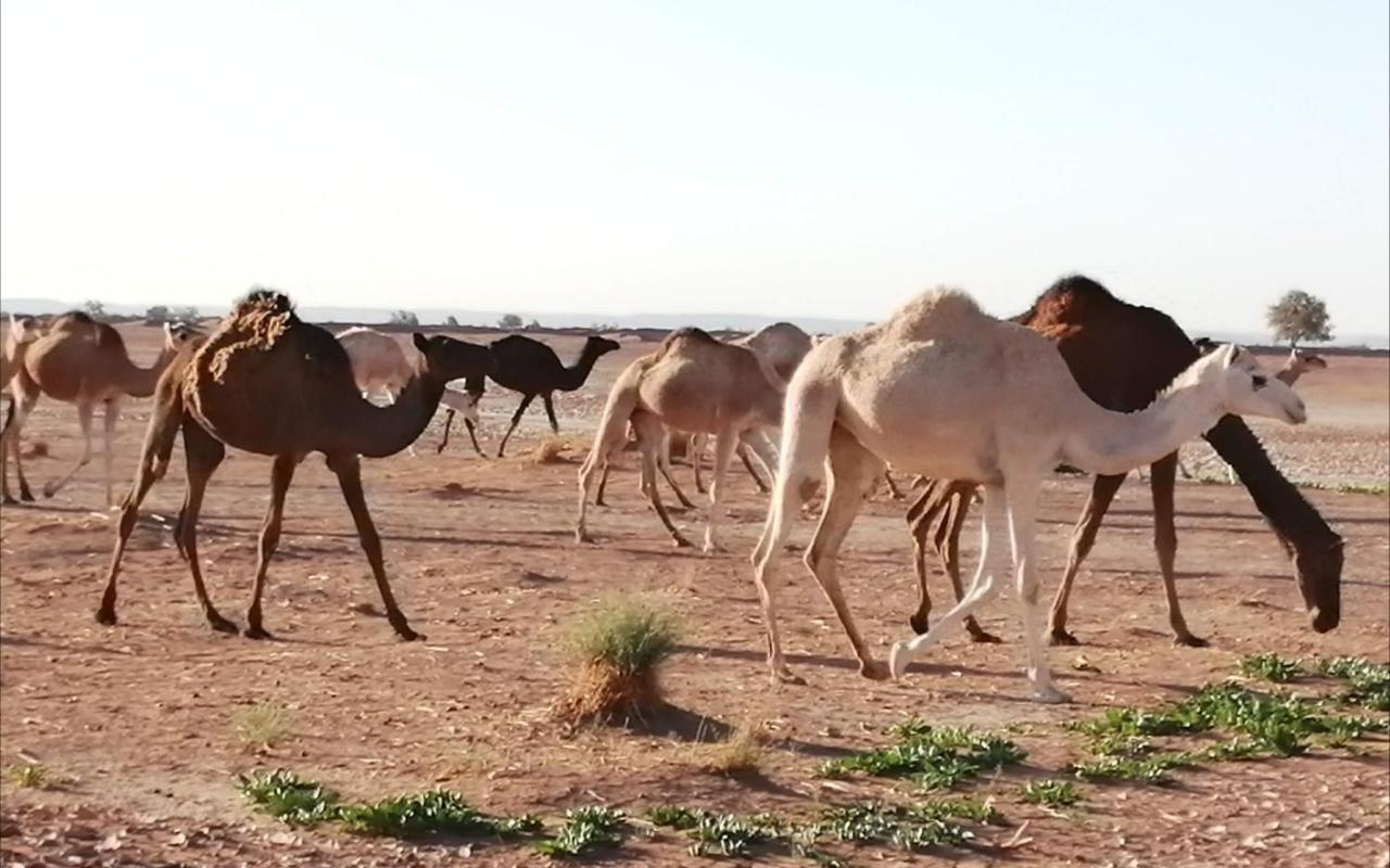 Kasbah Les Alizes Du Desert 姆哈米德 外观 照片